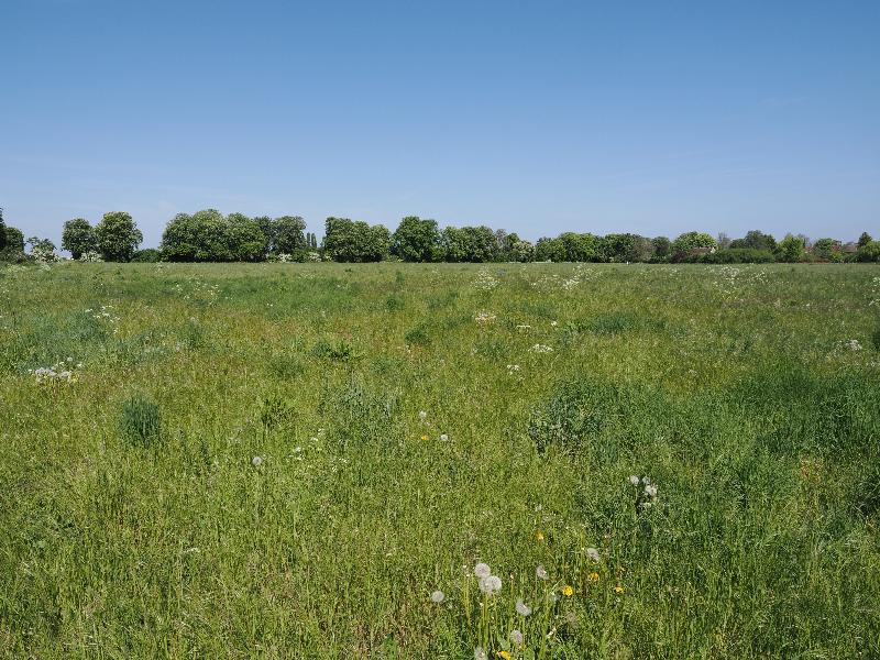 Cambridge, England: Eddington: view towards farm road (east paddock)