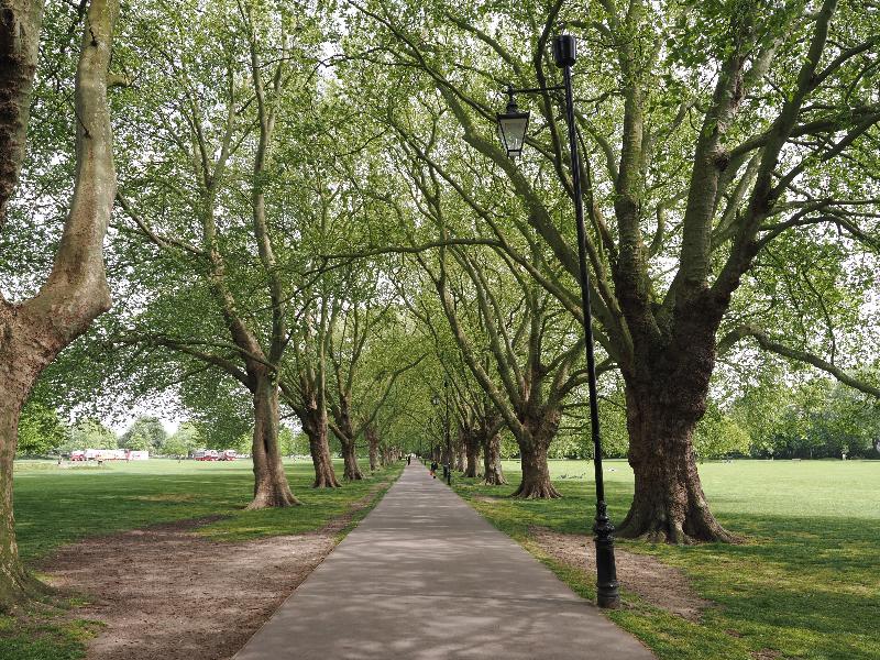 Cambridge, England: Jesus Green: Plane trees, spring