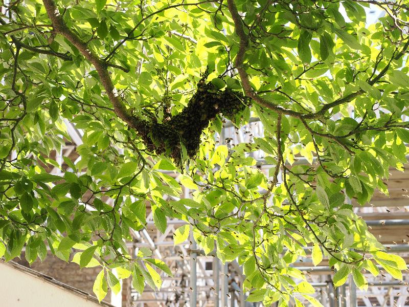 Cambridge, England: St Catharine's College: bees clumping for the night