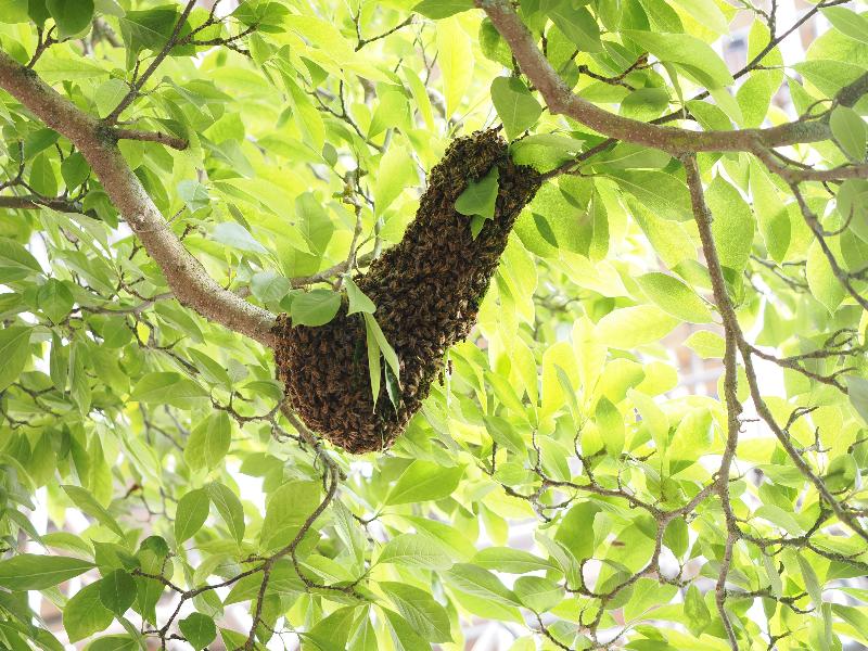Cambridge, England: St Catharine's College: bees clumping for the night