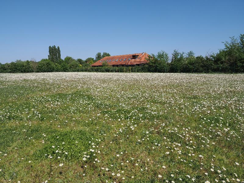 Cambridge, England: Eddington: daisies (view towards UN building)