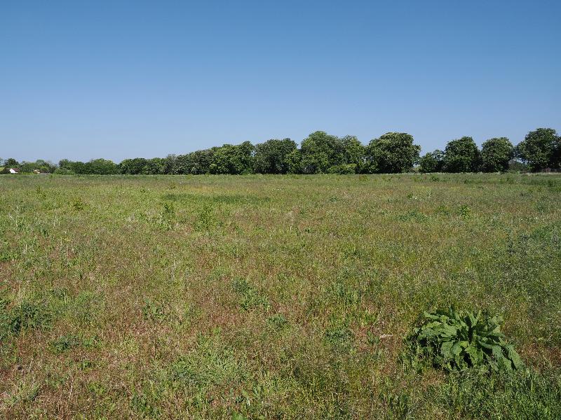 Cambridge, England: Eddington: view towards farm road (west paddock)