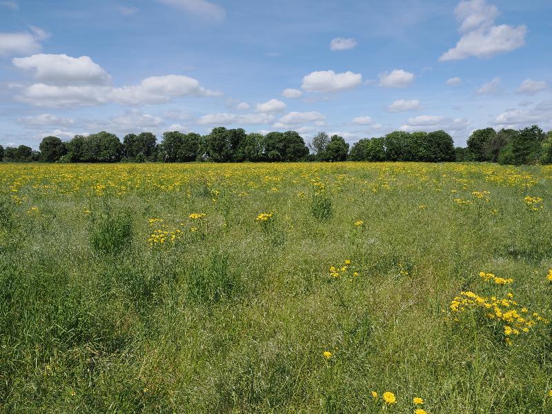 Cambridge, England: Eddington: view towards farm road (east paddock)