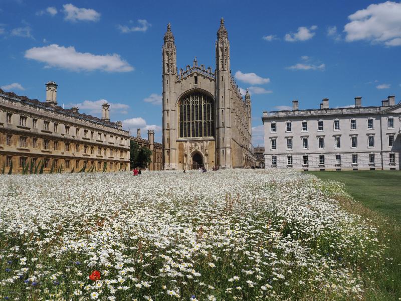 Cambridge, England: King's College: chapel with wildflowers (mostly daisies)