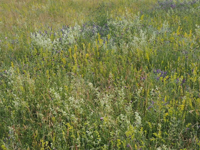 Cambridge, England: Eddington: wildflowers