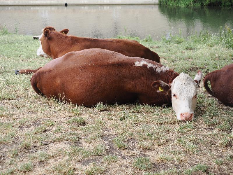 Cambridge, England: Laundress Green: cows lying down