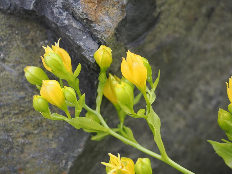 Cambridge, England: Botanic Garden: Musschia aurea