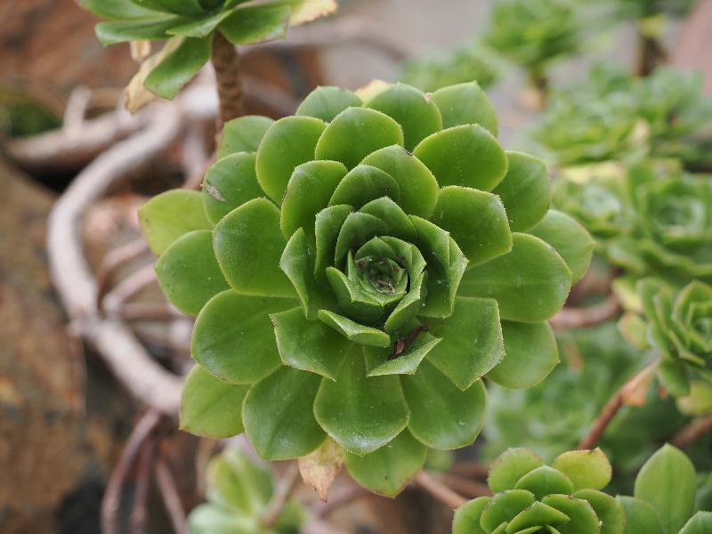 Cambridge, England: Botanic Garden: Aeonium gomerense