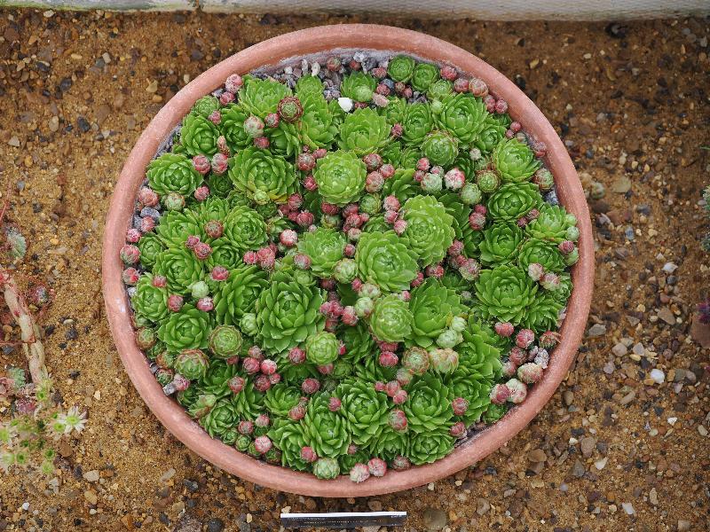 Cambridge, England: Botanic Garden: Sempervivum ballsii