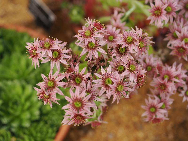Cambridge, England: Botanic Garden: Sempervivum 'Silberspitz'