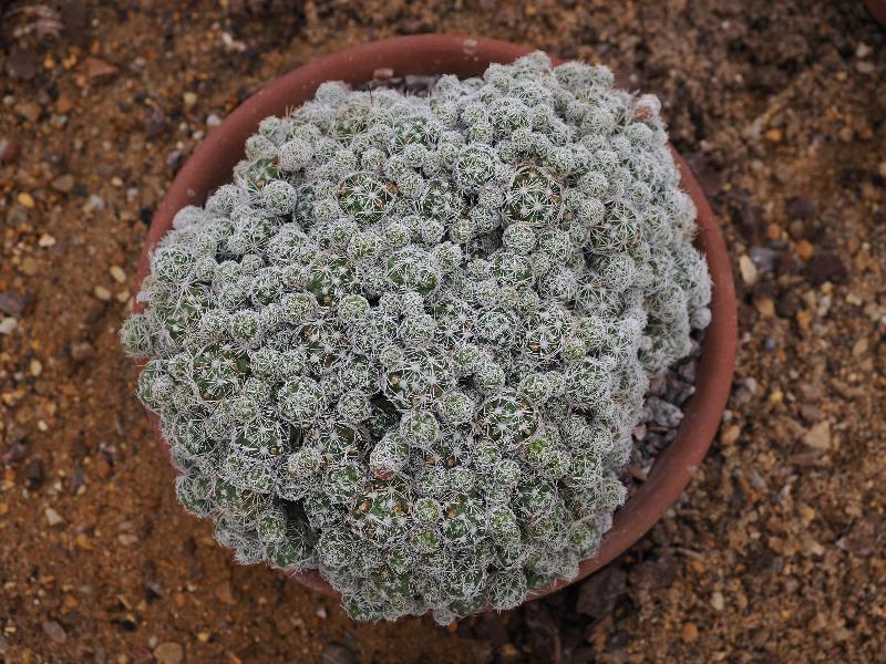 Cambridge, England: Botanic Garden: Mammillaria gracilis