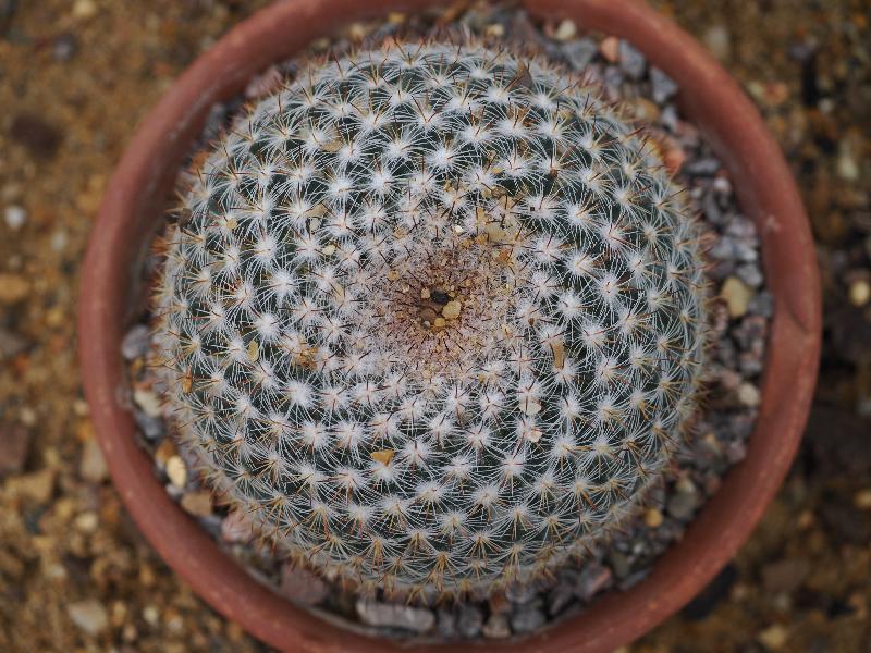Cambridge, England: Botanic Garden: Mammillaria albilanata subsp. Oaxacana