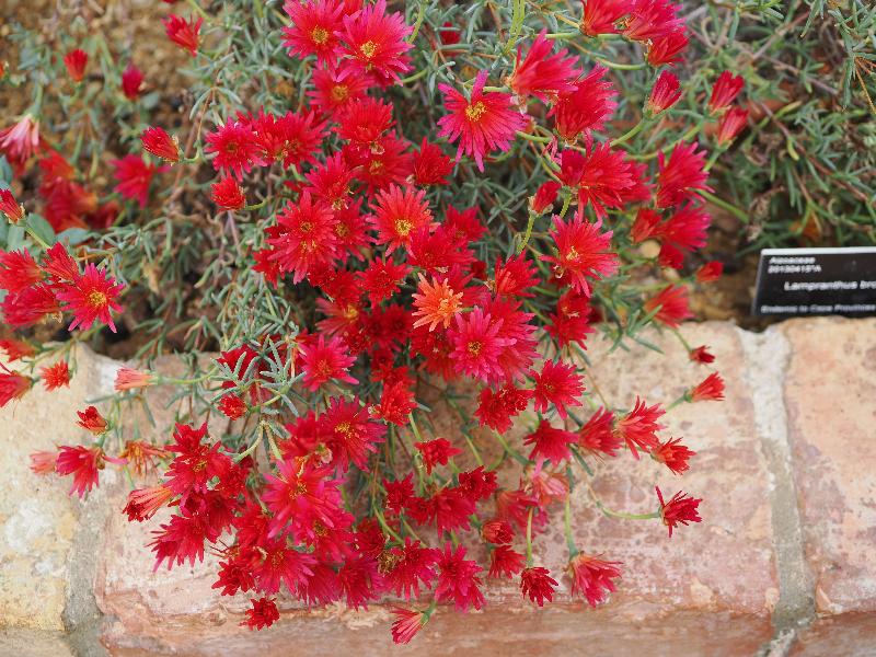 Cambridge, England: Botanic Garden: Lampranthus brownii
