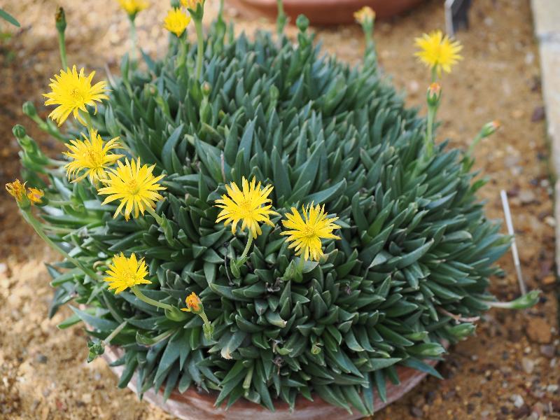 Cambridge, England: Botanic Garden: Bergeranthus glenansis