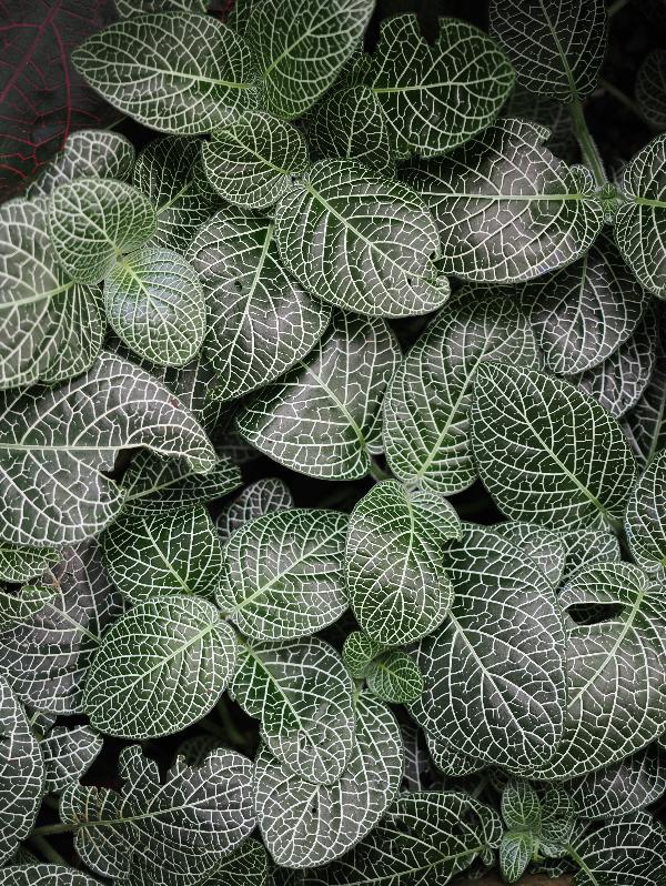Cambridge, England: Botanic Garden: Fittonia verschaffeltii