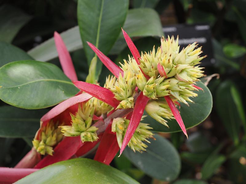 Cambridge, England: Botanic Garden: Aechmea fendleri