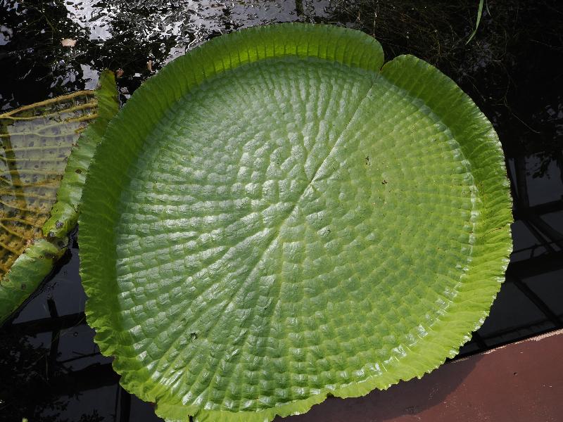 Cambridge, England: Botanic Garden: Victoria Lily