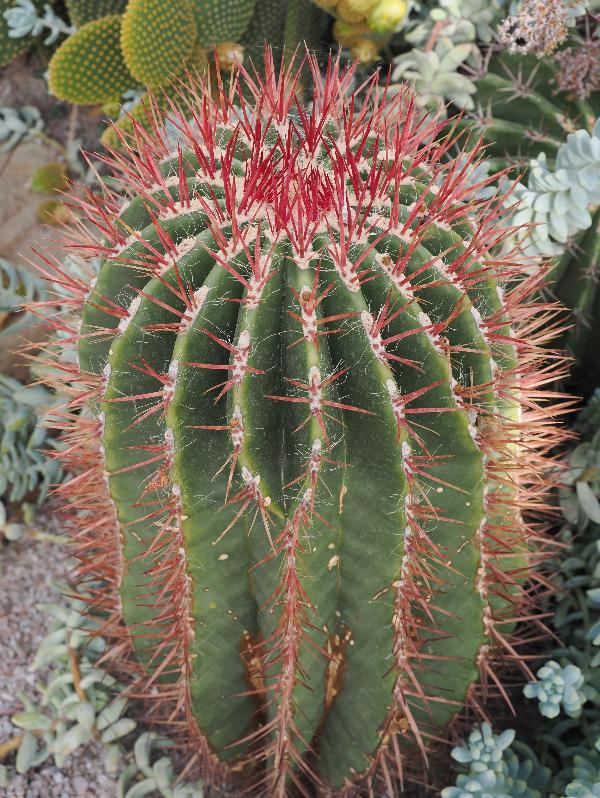 Cambridge, England: Botanic Garden: Ferocactus pilosus