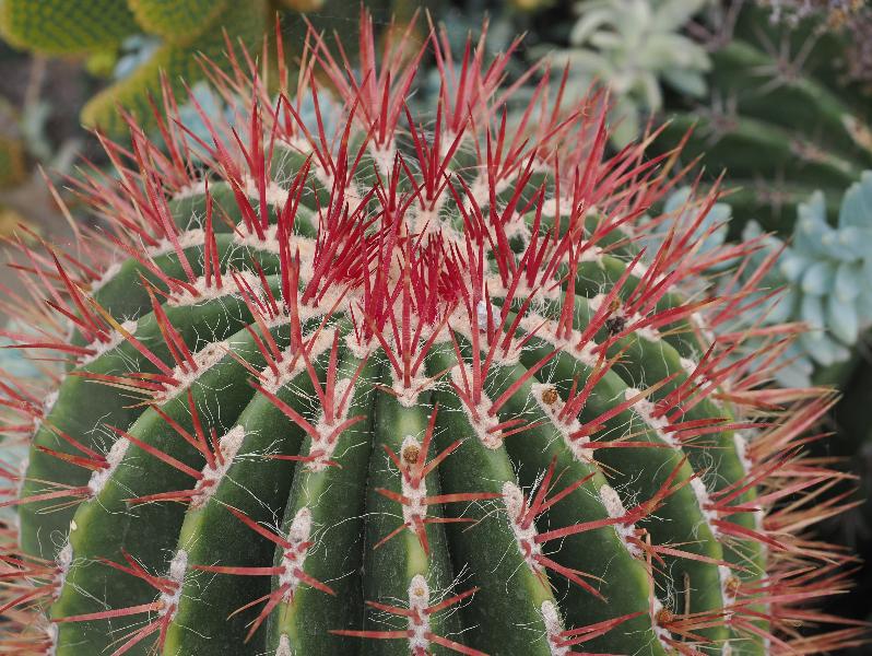 Cambridge, England: Botanic Garden: Ferocactus pilosus