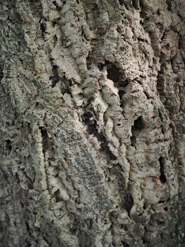 Cambridge, England: Botanic Garden: Quercus suber (Cork Oak)