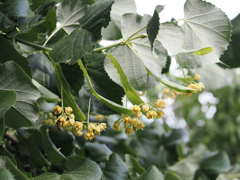 Cambridge, England: Botanic Garden: Linden (Lime) tree flowers