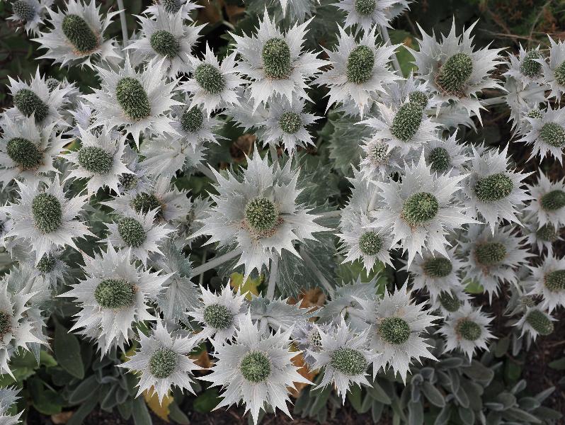 Cambridge, England: Botanic Garden: Eryngium giganteum 'Silver Ghost'