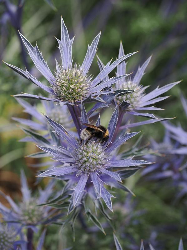Cambridge, England: Botanic Garden: Eryngium bourgatii 'Picos Blue'