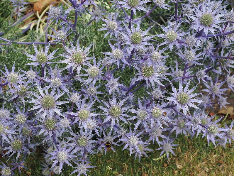 Cambridge, England: Botanic Garden: Eryngium bourgatii 'Picos Blue'