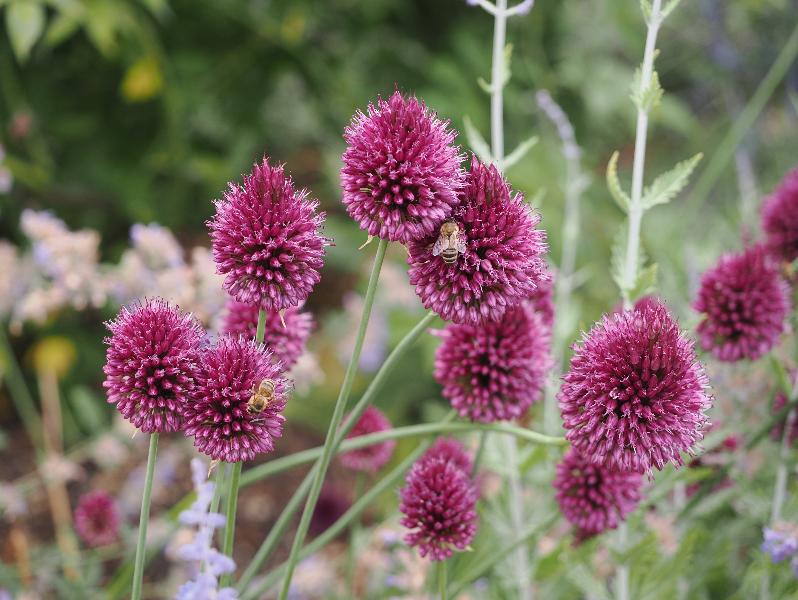 Cambridge, England: Botanic Garden: Allium sphaerocephalen (Round-Headed Garlic)