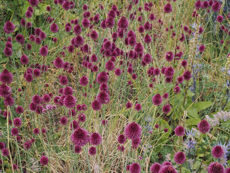 Cambridge, England: Botanic Garden: Allium sphaerocephalen (Round-Headed Garlic)