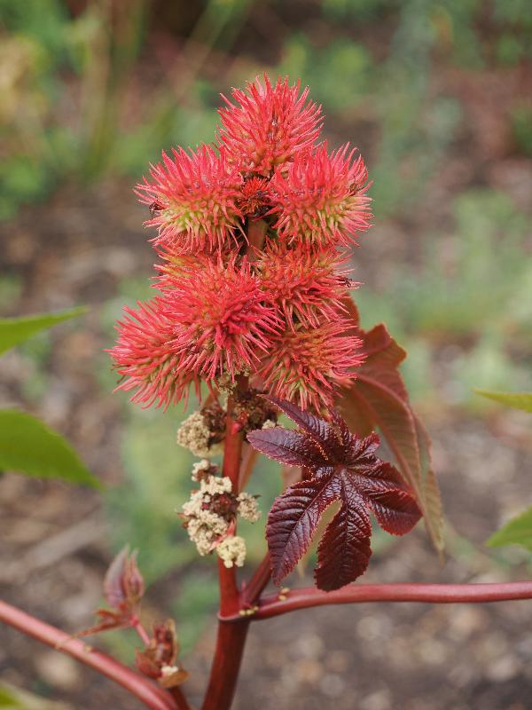 Cambridge, England: Botanic Garden: Ricinus communis 'Carmencita'