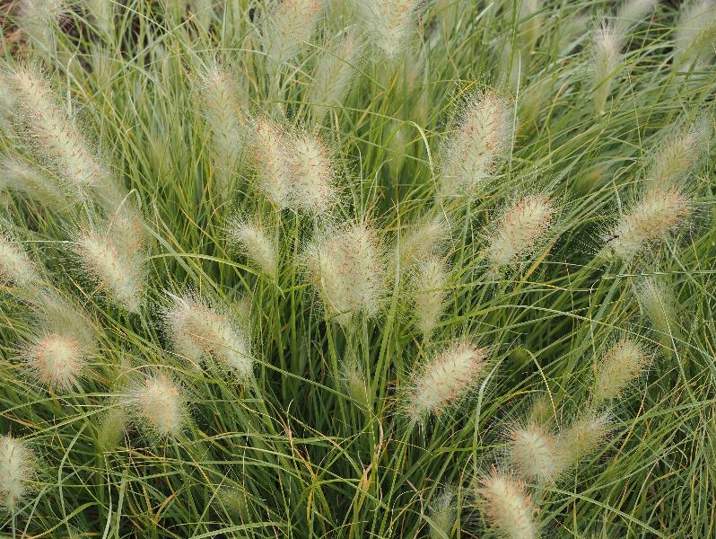 Cambridge, England: Botanic Garden: Pennisetum villosum