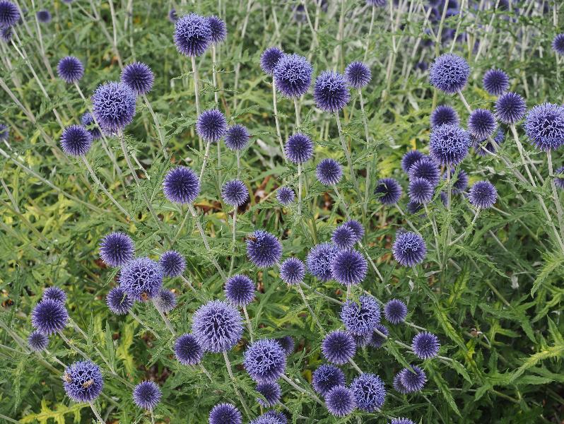 Cambridge, England: Botanic Garden: Echinops ritro