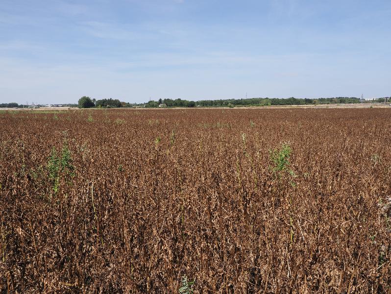 Cambridge, England: Darwin Green: dry field, view towards A14