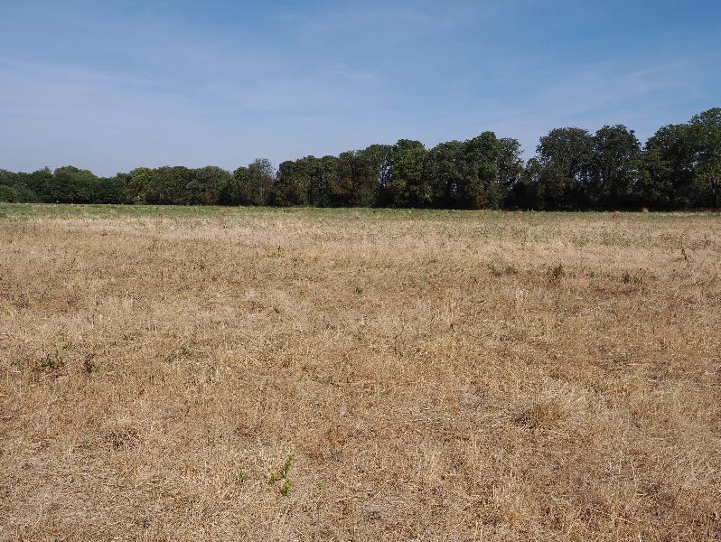 Cambridge, England: Eddington: dry field (west paddock)