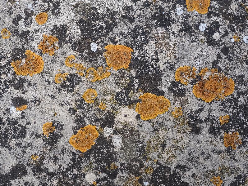 Cambridge, England: Trinity College: Avenue Bridge lichen