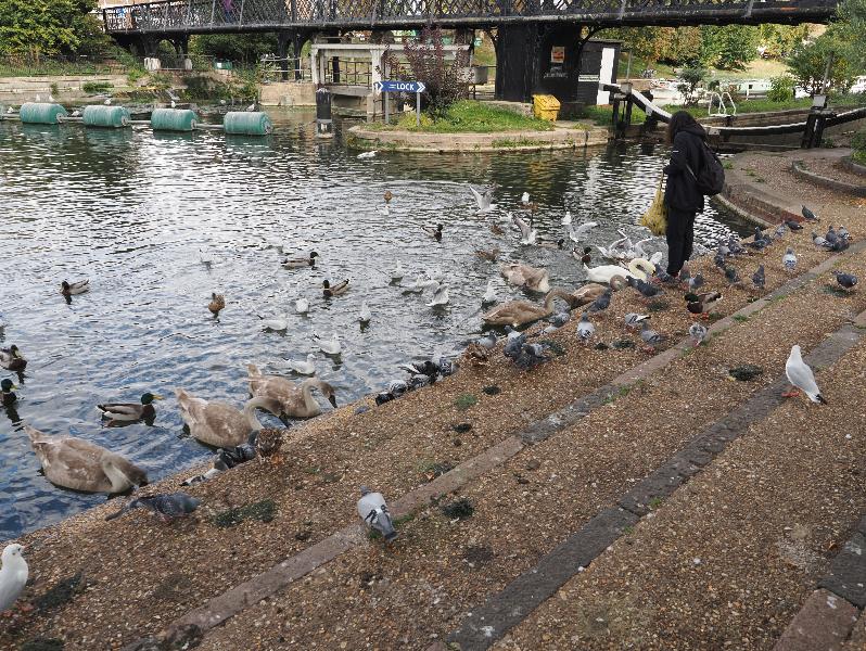 Cambridge, England: Cam: swans, ducks, seagulls and pidgeons feeding