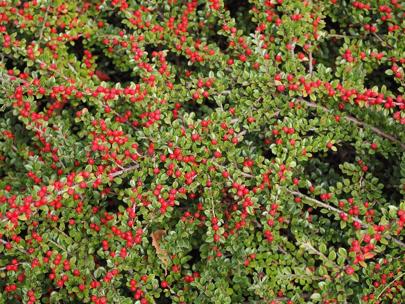 Cambridge, England: Histon Road: Cotoneaster