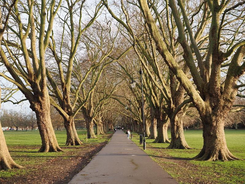 Cambridge, England: Jesus Green: Plane trees, winter sun