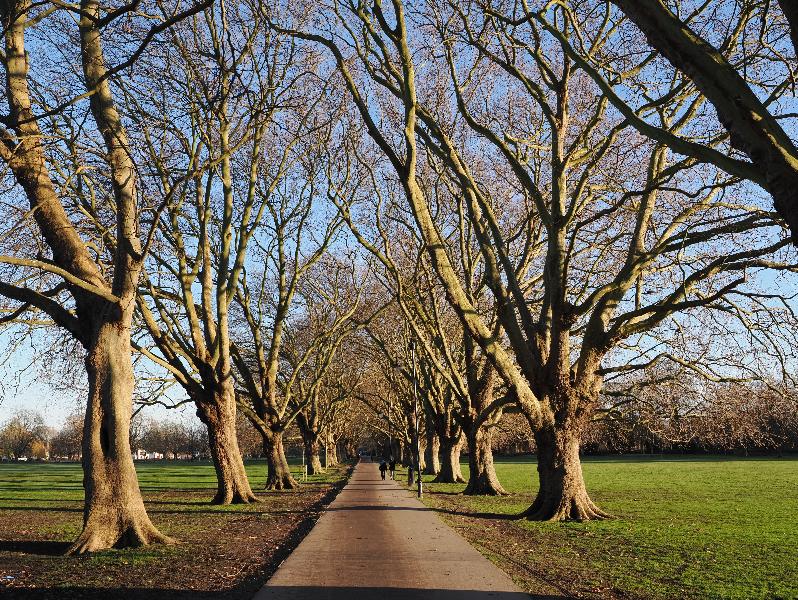 Cambridge, England: Jesus Green: Plane trees, afternoon sun
