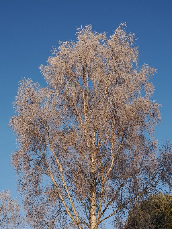 Cambridge, England: Roseford Road: frosted birch tree