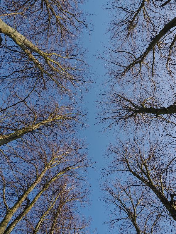 Cambridge, England: Trinity College: The Avenue, lime tree tops
