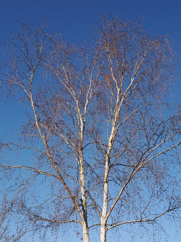 Cambridge, England: Roseford Road: birch tree