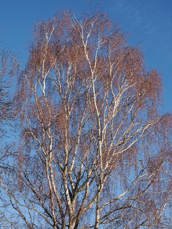 Cambridge, England: Histon Road: birch tree