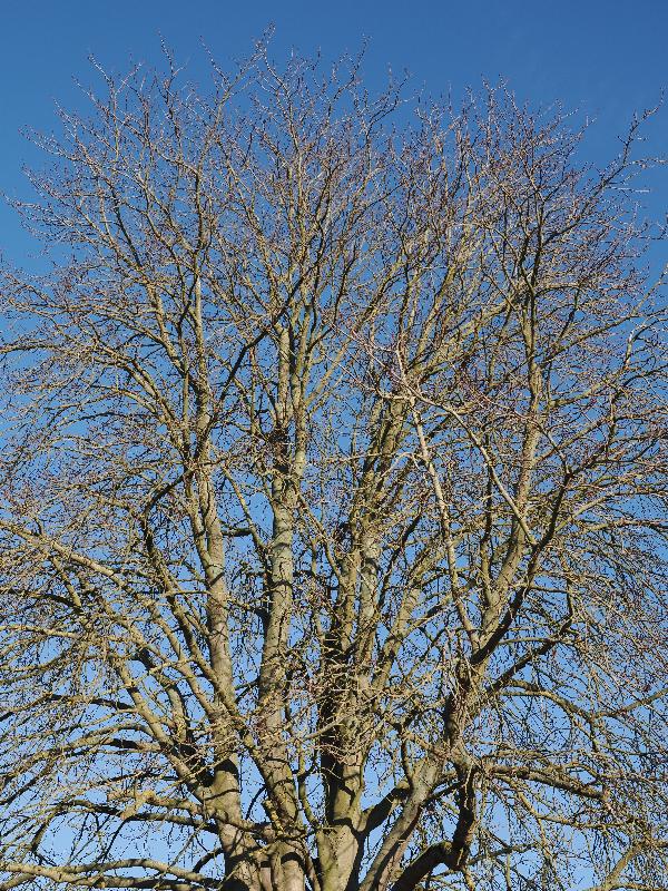 Cambridge, England: Histon Road: horse chestnut