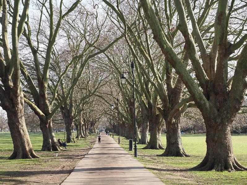 Cambridge, England: Jesus Green: Plane trees, winter sun