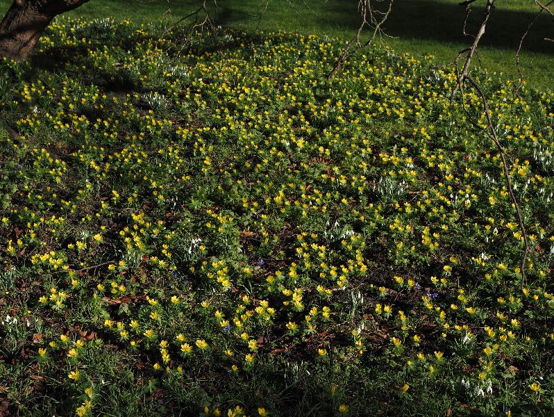 Cambridge, England: Sidney Sussex College: aconites