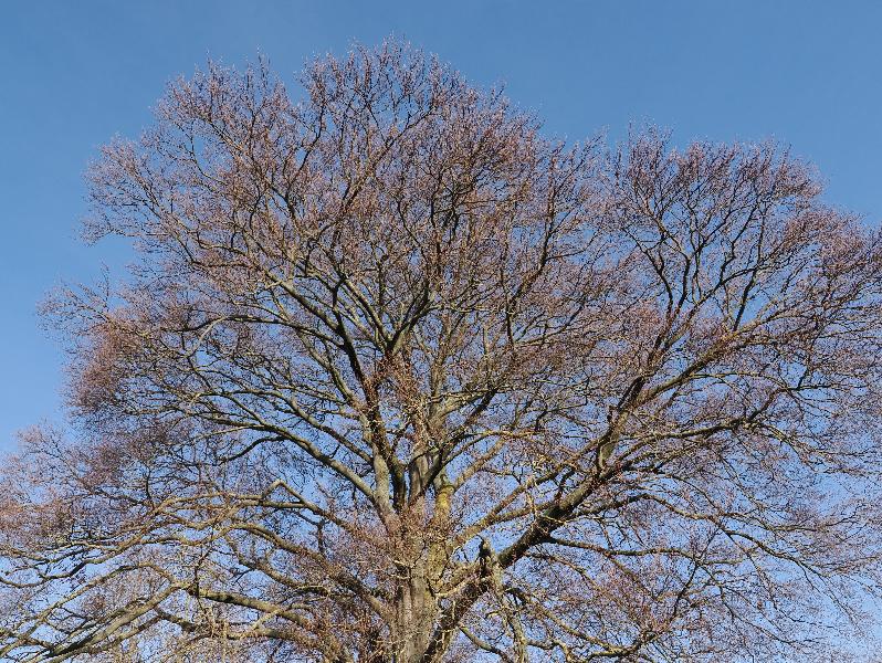 Cambridge, England: Sidney Sussex College: beech tree
