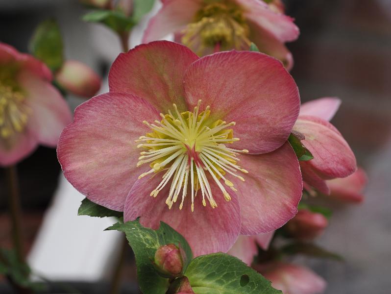 Cambridge, England: Roseford Road: pink Helleborus