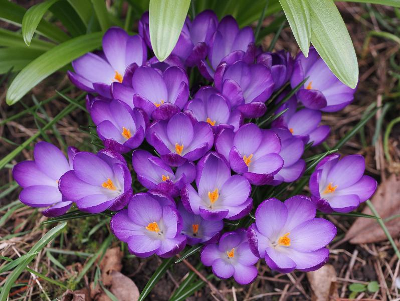 Cambridge, England: Roseford Road: purple crocuses